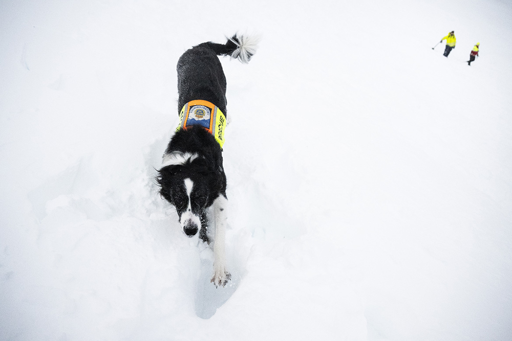 En sökhund springer mot kameran i snön. Foto.