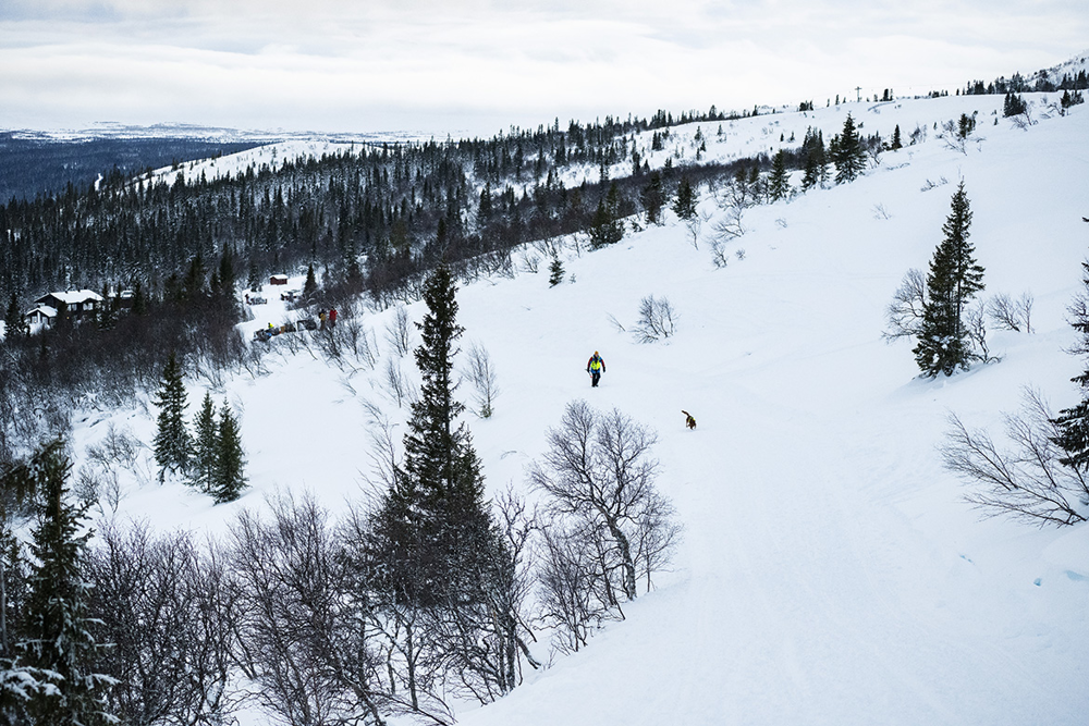 Ett snöigt fjällandskap med granträd. Foto.