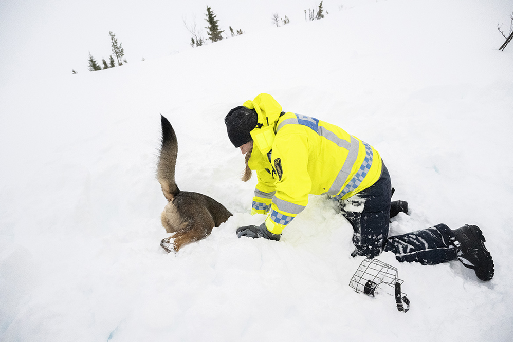 Malin Håmås och schäfern Baskko gräver sig ner i snön mot figuranten. Foto.