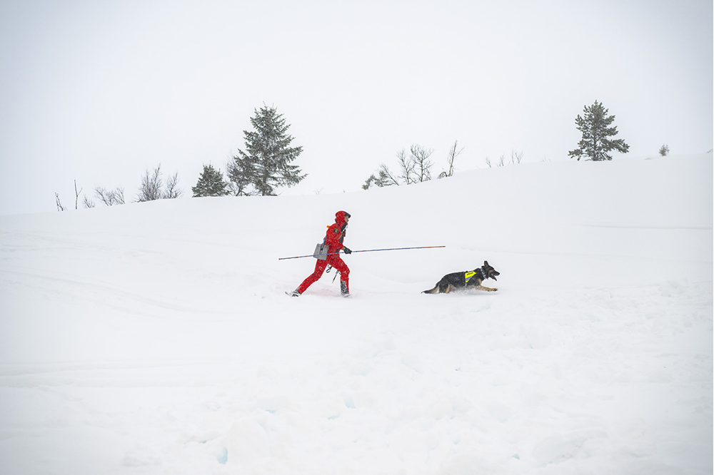 Joackim Larsson med sin hund går äver snön med en lång sond. Foto.