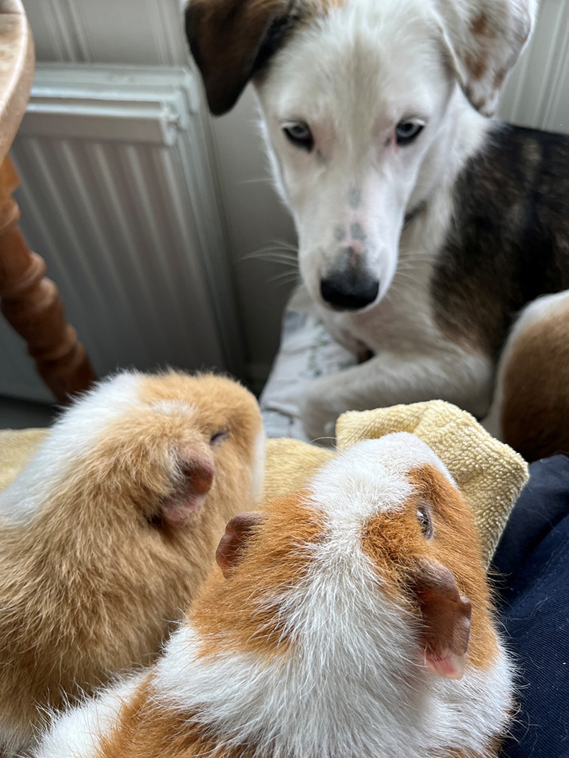 Marsvinen Nala och Lillungen tillsammans med hunden Selma.