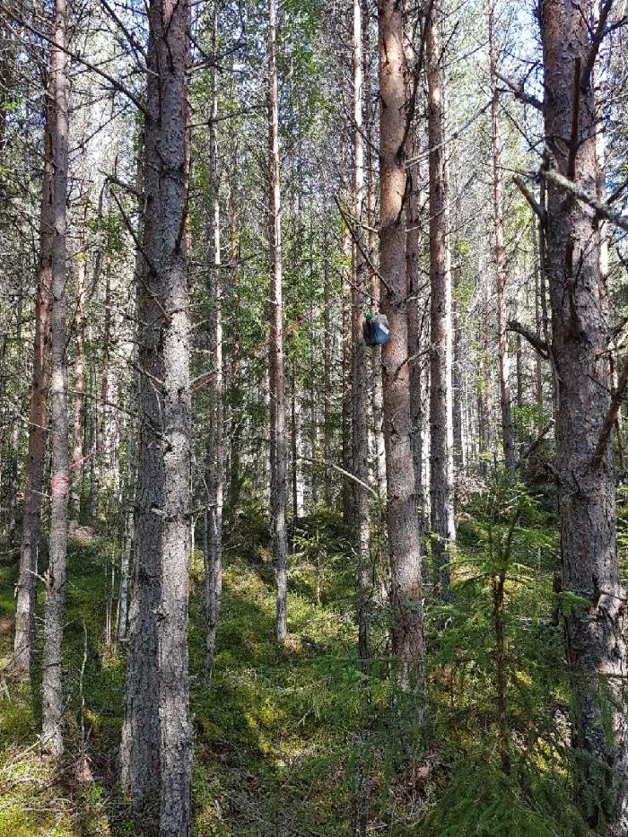 En dunk med tjära sitter fastspänd på ett träd i skogen.