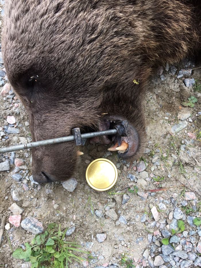 Huvudet på en död björn med gapet öppnat med hjälp av en metallstång. Foto.