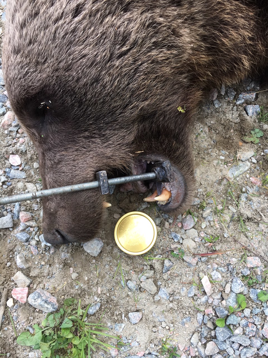 Huvudet på en död björn med gapet öppnat med hjälp av en metallstång. Foto.