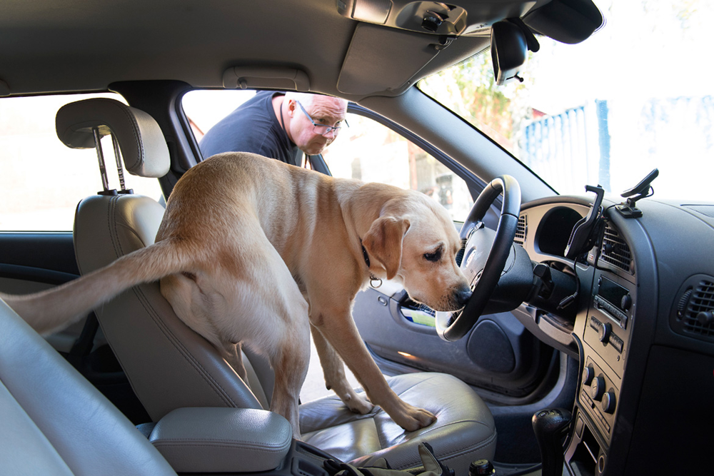 Labradoren Storm letar efter spår i framsätet på en bil. I dörröppningen står hundföraren Kjell Timmeholm och övervakar söket.