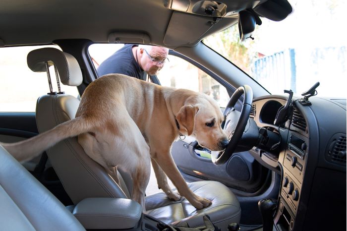 Labradoren Storm letar efter spår i framsätet på en bil. I dörröppningen står hundföraren Kjell Timmeholm och övervakar söket.