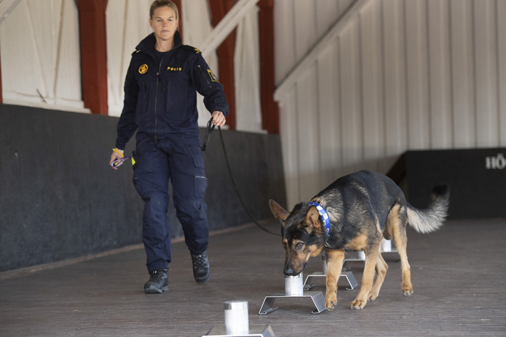 Schäfern Loyd nosar i en aluminiumburk, som står i en rad med andra burkar i en bana. Bredvid går hundföraren Christina Almquist och håller i kopplet.