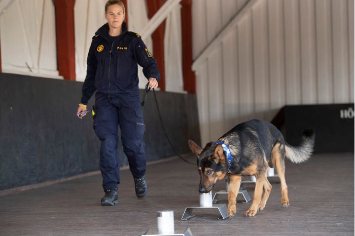 Schäfern Loyd nosar i en aluminiumburk, som står i en rad med andra burkar i en bana. Bredvid går hundföraren Christina Almquist och håller i kopplet.