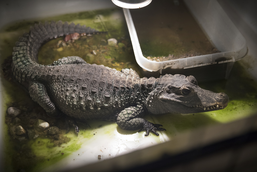 Afrikansk dvärgkrokodil. Är utrotningshotad och får inte säljas.