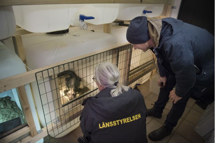 Personal från länsstyrelsen i Skåne och polisens utredare vid en av två afrikanska dvärgkrokodiler.