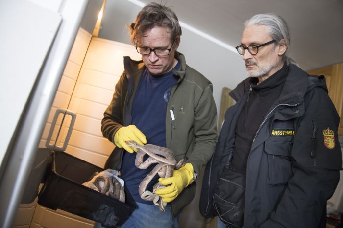 Kalle Melkersson, artbestämmare från Kolmården och Per Levenskog från länsstyrelsen undersöker de stelfrusna ormarna som hittades i frysen.