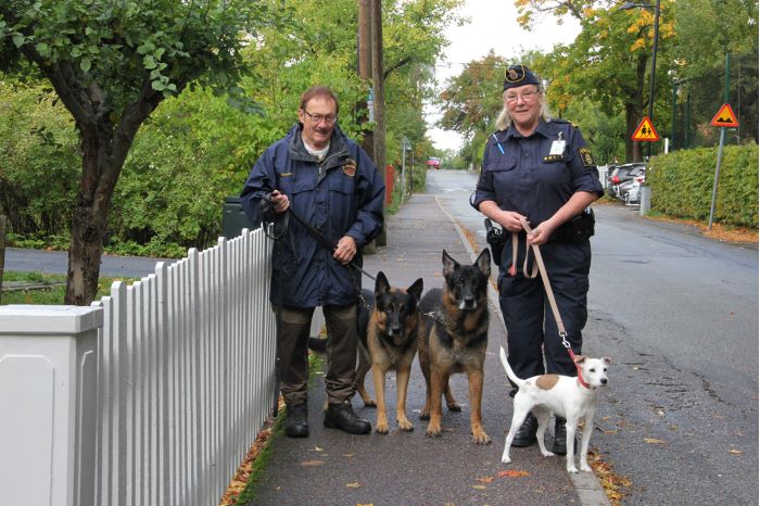 Gunnar Bergman, Solna Sundbybergs brukshundklubb, med de två schäfrarna Bisse och Nitro bredvid ett vitt staket. Bredvid står inspektör Kerstin Malm med hunden Safra.