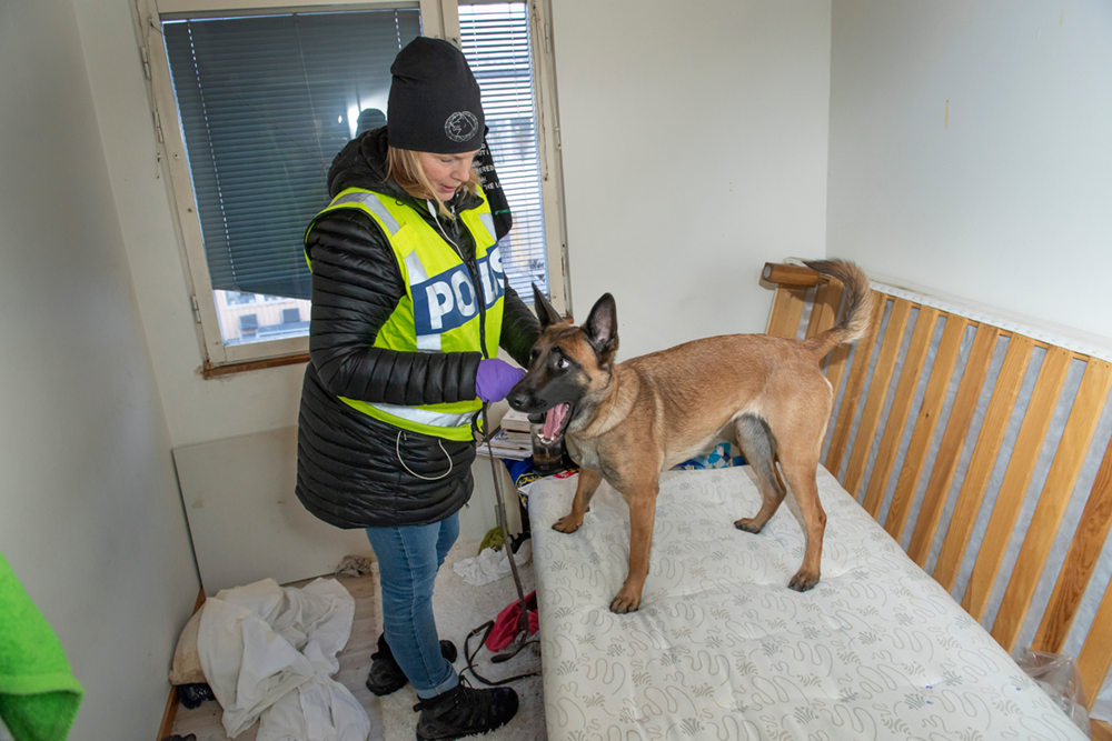 Kvinlig hundförare med en hund som står på ett bord