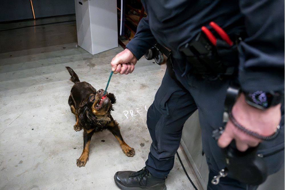 Jaktcockerspanieln Peps har dragkamp med en leksak i munnen. Foto.