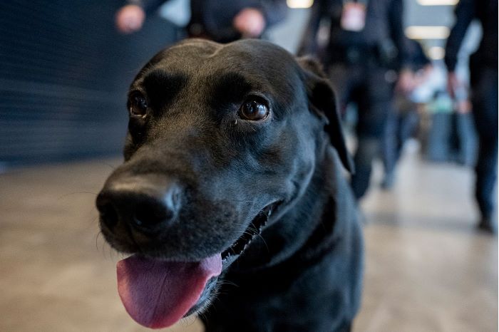 Labradoren Lunte. Foto.