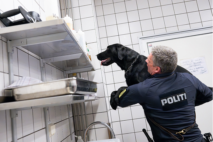 Labradoren Viktor undersöker hyllor från föraren Claus famn. Foto.