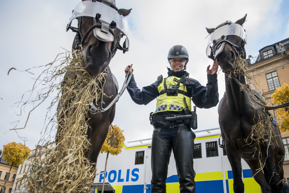 En polisryttare står mellan två polishästar. Foto.