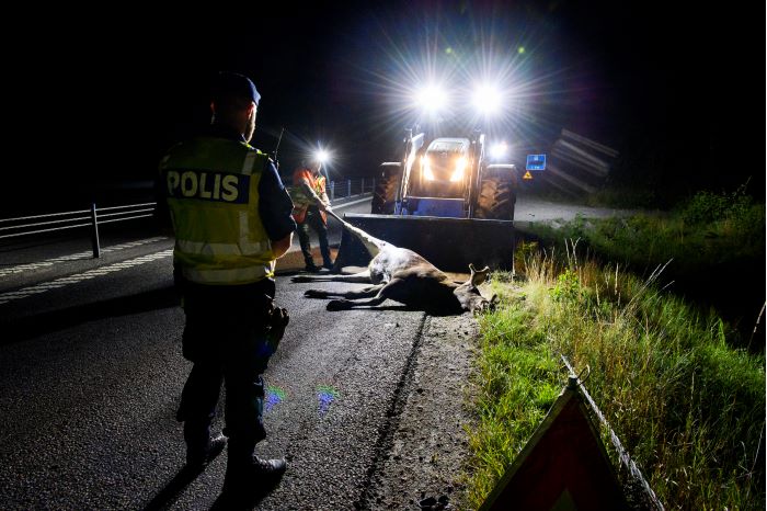 En älg dras bort från vägen medan en polis står framför på den mörka vägen. Foto.