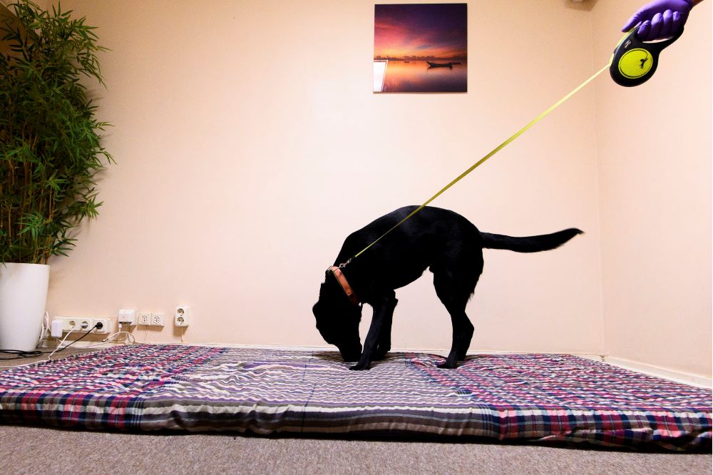 En svart labrador ses sniffa och markera på en madrass på golvet. Foto.