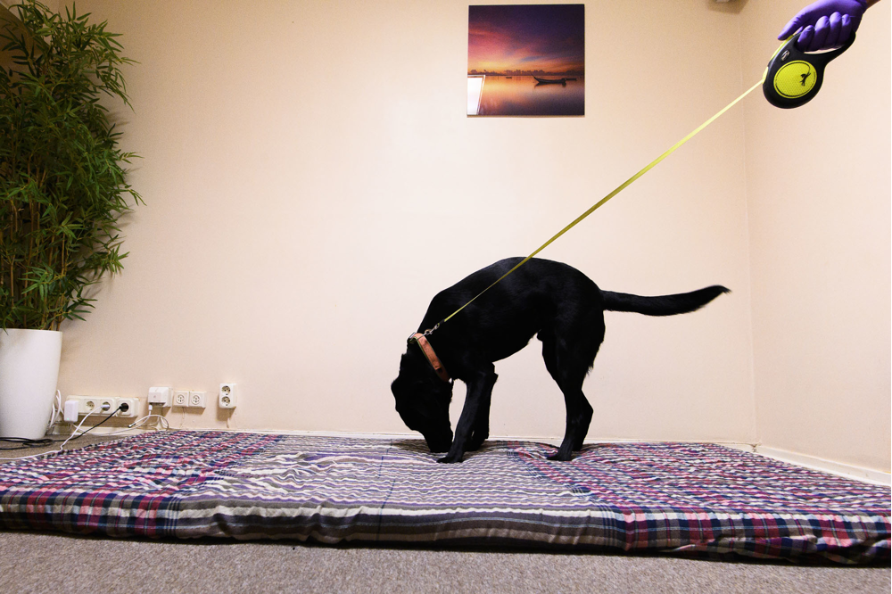 En svart labrador ses sniffa och markera på en madrass på golvet. Foto.