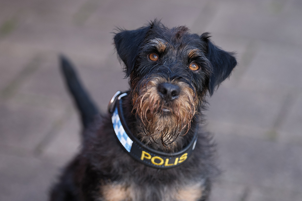 Ivan, årets polishund 2025. Foto.