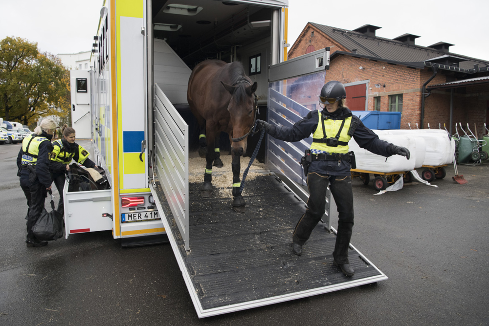 En polisryttare leder ut sin häst från hästtransporten. Foto.