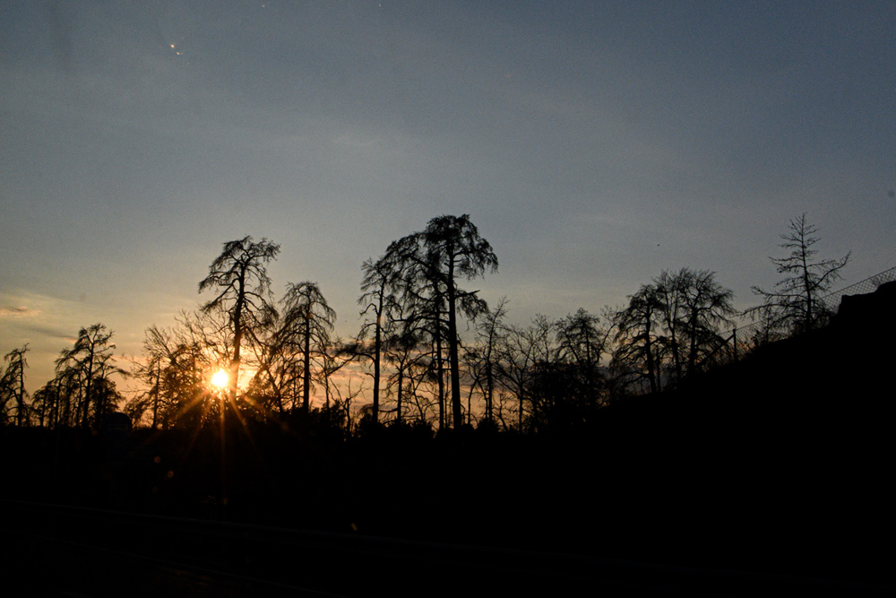 En solnedgång bakom träden vid en kulle. Foto.